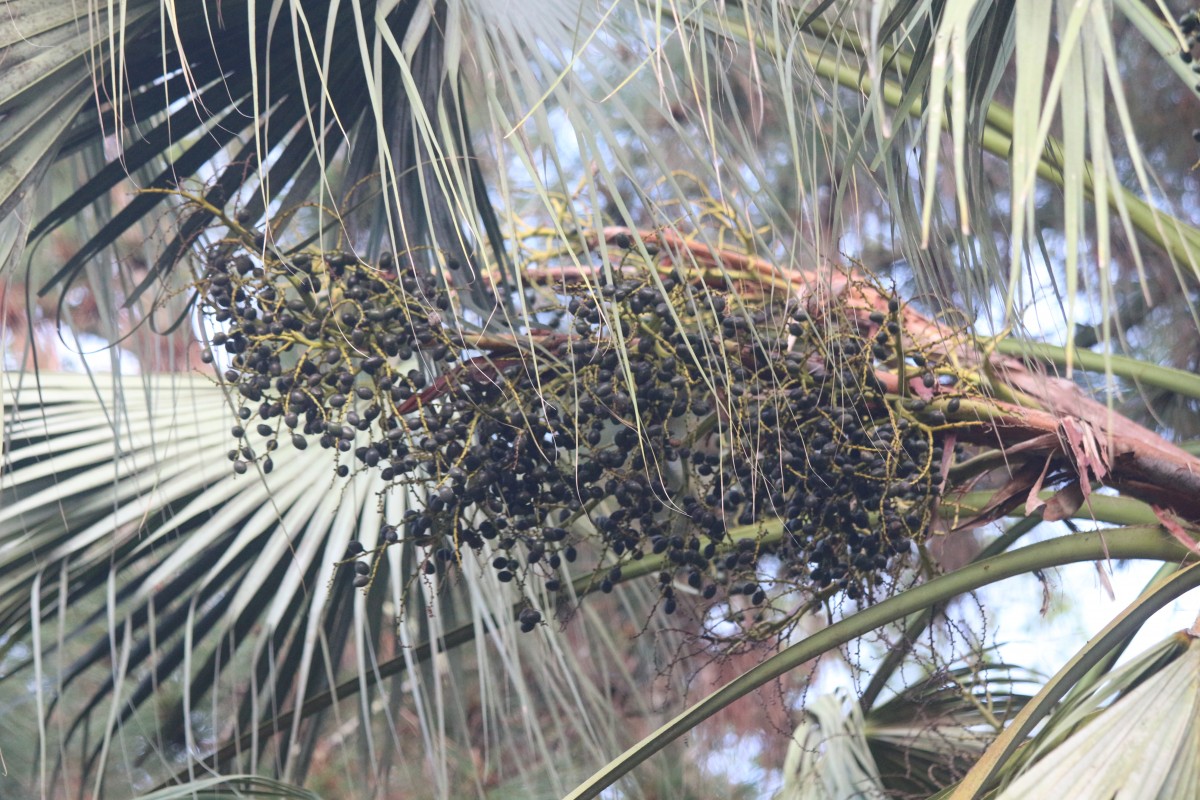 Livistona chinensis (Jacq.) R.Br. ex Mart.